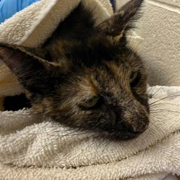 Juno -  Domestic Short Hair Cat for Adoption in Troy, Virginia - Juno | PetCurious
