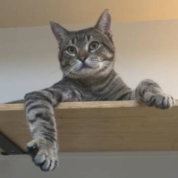 Rescue Domestic Short Hair Cats for Adoption in Merriam, Kansas - Hermes | PetCurious