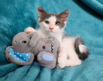 Moose -  Turkish Angora and Turkish Van Cat for Adoption in St. Augustine, Florida - Moose | PetCurious