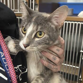 Domestic Short Hair Cats Available for Adoption - CLEO | PetCurious