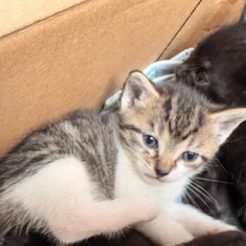 Phil -  American Shorthair Cat for Adoption in Greenfield, Indiana - Phil | PetCurious