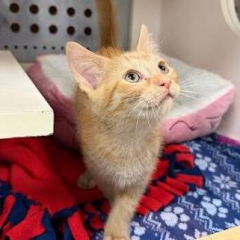 Domestic Medium Hair Cats Available for Adoption in South Elgin, Illinois - Rain | PetCurious