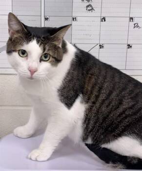 CIVIC -  Domestic Short Hair Cat for Adoption - CIVIC | PetCurious