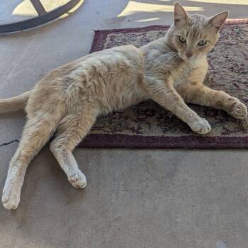 Rescue American Shorthair Cats for Adoption in Phoenix, Arizona - Tom CollinsSmith | PetCurious