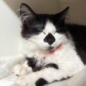 Rescue Domestic Medium Hair Cats for Adoption in Cedaredge, Colorado - Brooke | PetCurious