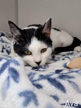 Rescue Domestic Short Hair Cats for Adoption in Manning, South Carolina - Ava | PetCurious