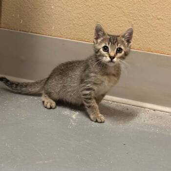 Irwin -  Domestic Short Hair Cat for Adoption in Truth Or Consequences, New Mexico - Irwin | PetCurious