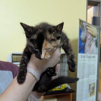 Dreamer -  Domestic Short Hair Cat for Adoption in Lynchburg, Virginia - Dreamer | PetCurious