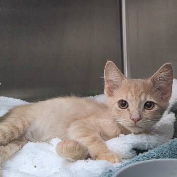 Charles Lickens 29730 -  Domestic Medium Hair Cat for Adoption in Middleburg, Florida - Charles Lickens 29730 | PetCurious
