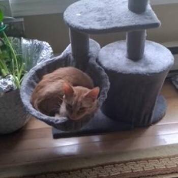 Hansel -  Domestic Short Hair Cat for Adoption in Pickering, Ontario - Hansel | PetCurious