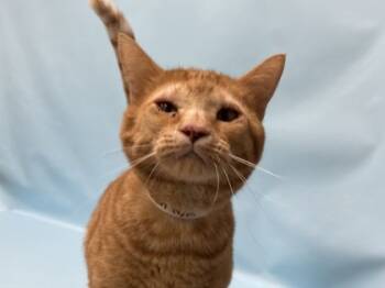 Rescue Domestic Short Hair Cats for Adoption in Minneapolis, Minnesota - Jelly Bean | PetCurious