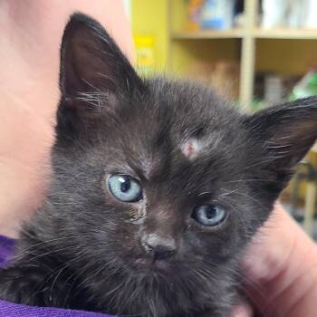 Timmy -  Domestic Short Hair Cat for Adoption in Canton, Illinois - Timmy | PetCurious