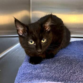 Zach -  Domestic Medium Hair and Domestic Short Hair Cat for Adoption in Woodinville, Washington - Zach | PetCurious