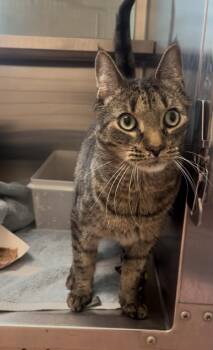 Barnacle -  Domestic Short Hair Cat for Adoption in Stratham, New Hampshire - Barnacle | PetCurious