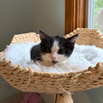 Howie Mandel -  Domestic Short Hair Cat for Adoption in Bloomington, Illinois - Howie Mandel | PetCurious