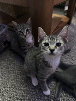 Eg Litter Pinto -  Domestic Short Hair Cat for Adoption in Livonia, Michigan - Eg Litter Pinto | PetCurious