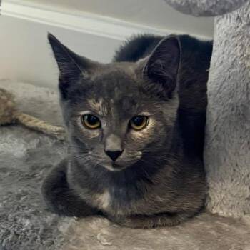 TortiBelle -  Domestic Short Hair Cat for Adoption in Potomac, Maryland - TortiBelle | PetCurious
