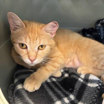Iris -  Domestic Short Hair Cat for Adoption in Hopewell, Virginia - Iris | PetCurious