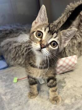 WIZARD -  Domestic Short Hair Cat for Adoption in Louisville, Kentucky - WIZARD | PetCurious