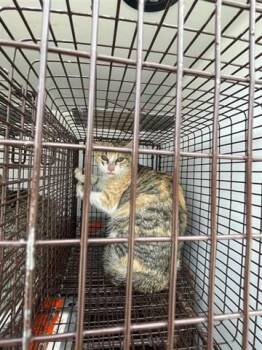 Domestic Short Hair Cats Available for Adoption in Houston, Texas - A654447 | PetCurious