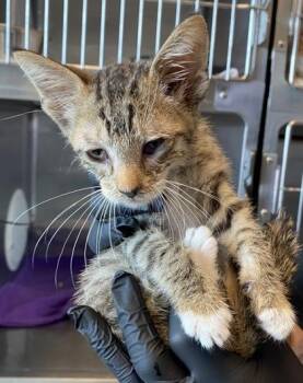 61758532 -  Domestic Short Hair Cat for Adoption in El Paso, Texas - 61758532 | PetCurious