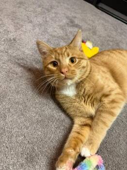 Pumpkin Pie -  Domestic Short Hair Cat for Adoption in Cloquet, Minnesota - Pumpkin Pie | PetCurious
