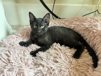 Rudy -  Extra Toes Cat Hemingway Polydactyl Cat for Adoption in Peoria, Illinois - Rudy | PetCurious