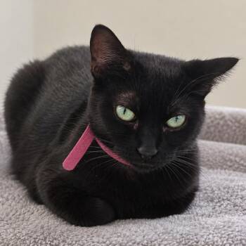 Jenny -  Domestic Short Hair Cat for Adoption in Hemet, California - Jenny | PetCurious