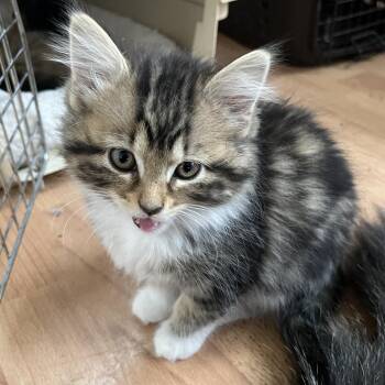 Domestic Long Hair Cats Available for Adoption in Sudbury, Massachusetts - Joan And Philomena (pair) | PetCurious