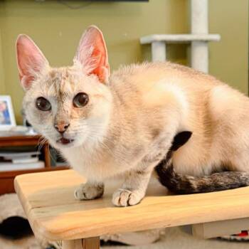 Siamese Cats Available for Adoption in Pocono Summit, Pennsylvania - Elsa | PetCurious