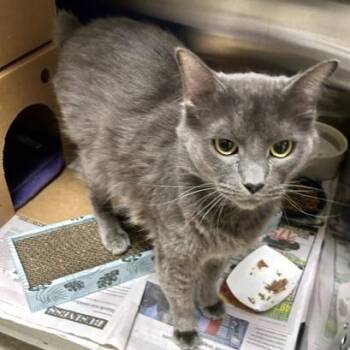 Domestic Medium Hair Cats Available for Adoption - Spike | PetCurious