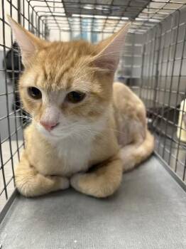 SAMMY -  Domestic Short Hair Cat for Adoption in Las Vegas, Nevada - SAMMY | PetCurious