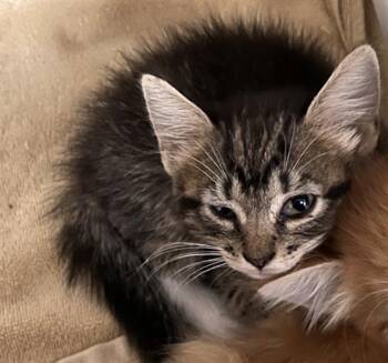 ELLIE -  Domestic Medium Hair Cat for Adoption in Dallas, Texas - ELLIE | PetCurious