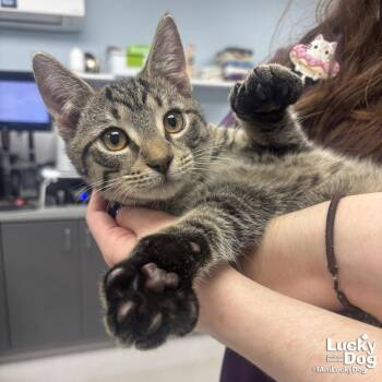 Domestic Short Hair Cats Available for Adoption in Washington, District Of Columbia - Jack Sparrow | PetCurious