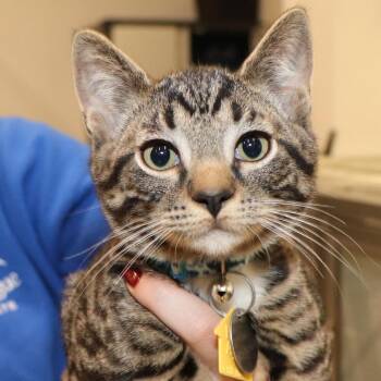 Botero -  Domestic Short Hair Cat for Adoption in Port Washington, New York - Botero | PetCurious