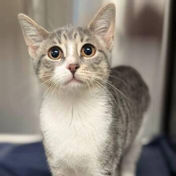 Yolanda -  Domestic Short Hair Cat for Adoption in Plainfield, Illinois - Yolanda | PetCurious