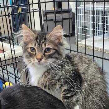 Latte -  Domestic Medium Hair Cat for Adoption in Troy, Virginia - Latte | PetCurious