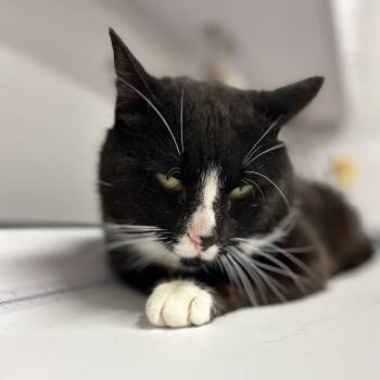 Tuxedo Cats Available for Adoption in East Greenwich Township, New Jersey - Scooter | PetCurious