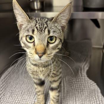 Soldier -  Domestic Short Hair Cat for Adoption in Liberty, Missouri - Soldier | PetCurious
