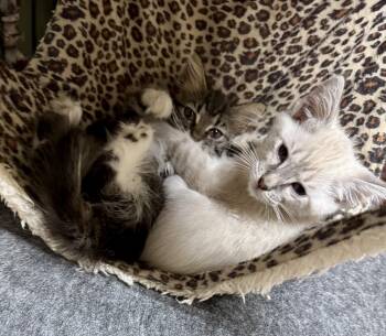 Pepsi & Sparkle - Soda Pop Kittens -  Siamese and Ragdoll Cat for Adoption in Falmouth, Maine - Pepsi & Sparkle - Soda Pop Kittens | PetCurious