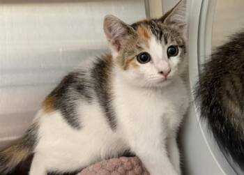 JUNE -  Domestic Short Hair Cat for Adoption in Tustin, California - JUNE | PetCurious