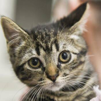 Lisa -  Domestic Short Hair Cat for Adoption in Redwood City, California - Lisa | PetCurious