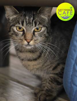 Domestic Short Hair Cats Available for Adoption - Lunara - CSC | PetCurious