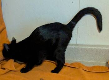 Domestic Short Hair Cats Available for Adoption - Dee Dee | PetCurious