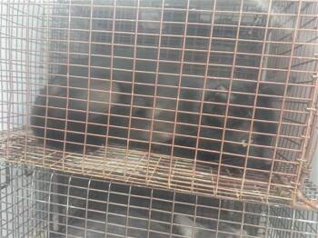 Domestic Short Hair Cats Available for Adoption in Houston, Texas - A654458 | PetCurious