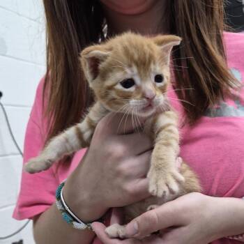 Weaver -  Domestic Short Hair Cat for Adoption in Ardmore, Oklahoma - Weaver | PetCurious