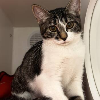 Rescue Domestic Short Hair Cats for Adoption in Phoenix, Arizona - Baguette | PetCurious