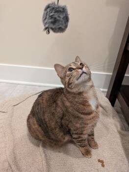 Emmy -  Domestic Short Hair Cat for Adoption in Chicago, Illinois - Emmy | PetCurious