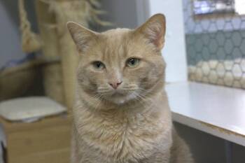Wagner -  Domestic Short Hair Cat for Adoption in Montreal, Quebec - Wagner | PetCurious