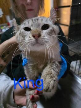 Rescue Highland Fold Cats for Adoption in Zimmerman, Minnesota - King | PetCurious